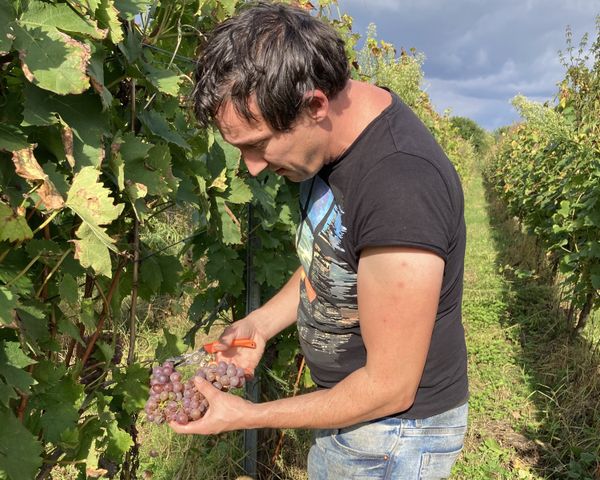 Winzerhof Hintereck Jürgen